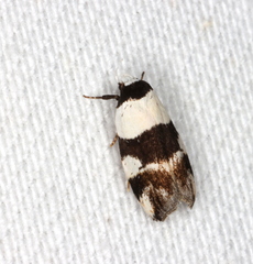 Zonopetala decisana