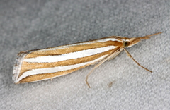 Hednota bivittella
