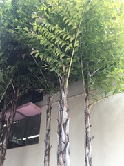 Arecaceae
