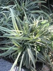 Ophiopogon jaburan