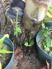 Tracheophyta