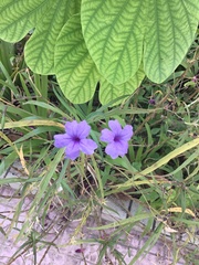 Ruellia simplex