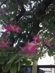 Bauhinia × blakeana