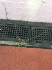 Poaceae