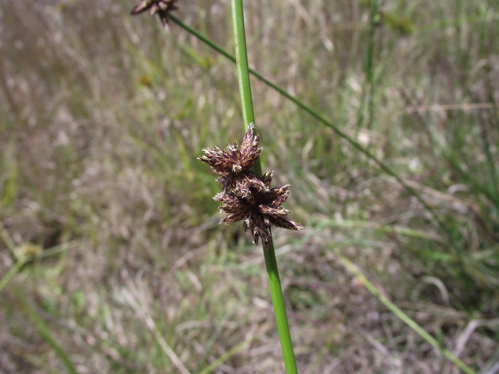 Marsh Clubrush