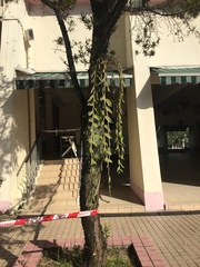 Orchidaceae
