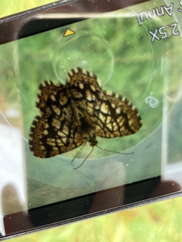 Chiasmia clathrata