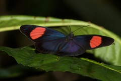 Batesia hypochlora