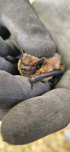 Common Pipistrelle