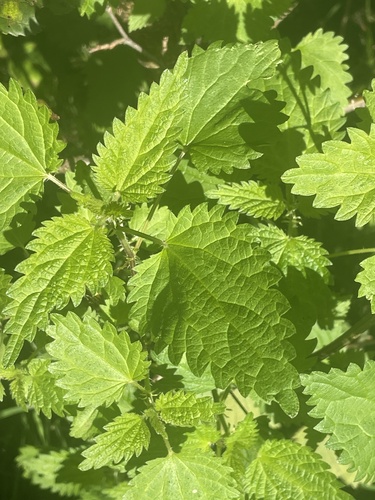 great stinging nettle