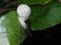 Satsuma phoenicis