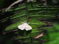 Musotima