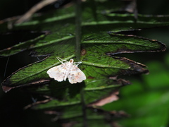 Musotima
