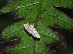 Musotima