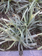 Ophiopogon jaburan