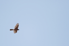 Accipiter cooperii
