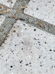 Formicidae
