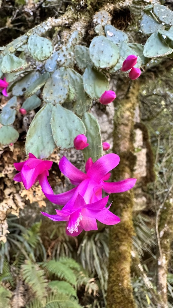 Christmas cactus