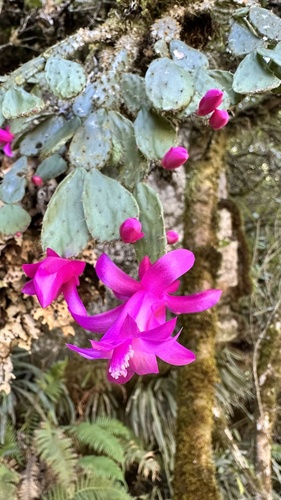 Schlumbergera opuntioides
