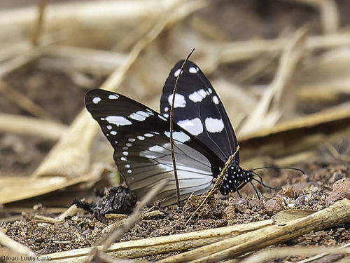 Amauris tartarea tartarea