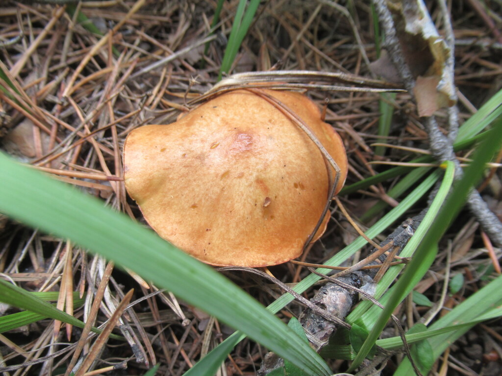 Suillus granulatus · August 2025 · photo: © smsergey (iNaturalist, cc-by-nc)