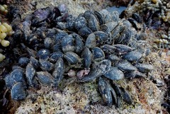 Brachidontes rostratus