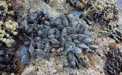 Brachidontes rostratus