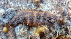 Cryptoplax striata