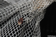 Melacoryphus circumlitus