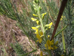 Lebeckia gracilis