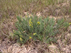 Lebeckia gracilis