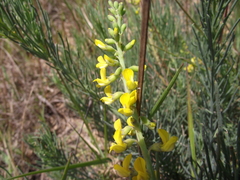Lebeckia gracilis