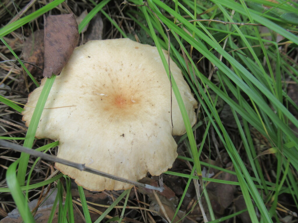 Infundibulicybe gibba · August 2025 · photo: © smsergey (iNaturalist, cc-by-nc)
