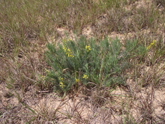 Lebeckia gracilis