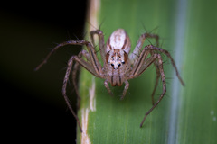 Oxyopes quadrifasciatus