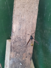 Phimenes flavopictus blanchardi