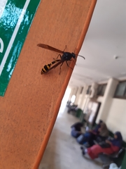 Phimenes flavopictus blanchardi