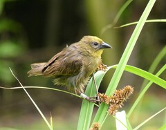 Seychelles Fody photo 1
