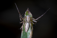 Oxyopes quadrifasciatus