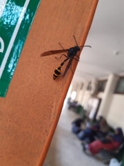 Phimenes flavopictus blanchardi