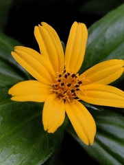 Sphagneticola calendulacea, photograph (c) David Pereira, some rights reserved (CC BY)