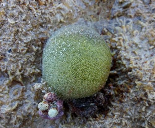 Codium mamillosum