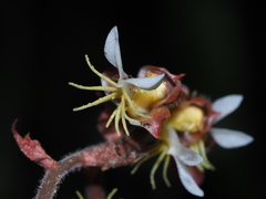 Anoectochilus formosanus