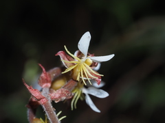 Anoectochilus formosanus