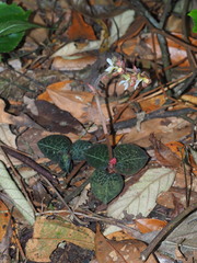 Anoectochilus formosanus