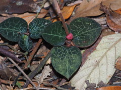 Anoectochilus formosanus