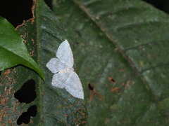 Leucodrepana serratilinea