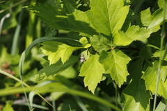 Crataegus chlorosarca