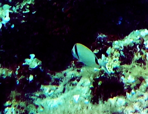 Diplodus vulgaris
