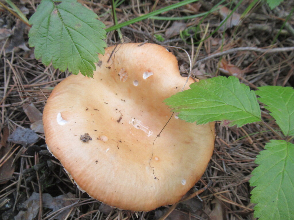 Russula decolorans · August 2025 · photo: © smsergey (iNaturalist, cc-by-nc)